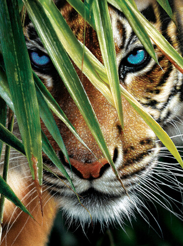 SunsOut Casse-tête 1000 Tête de tigre aux yeux bleus (Blue Eyes) SunsOut 21843 796780218437