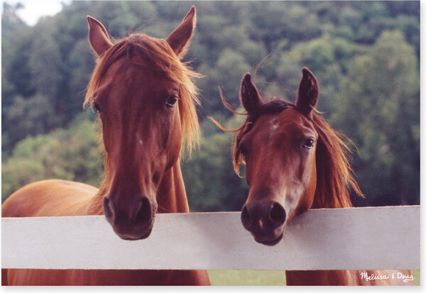 Melissa & Doug Casse-tête 100 chevaux dans l'enclos Melissa & Doug 8944 000772089449