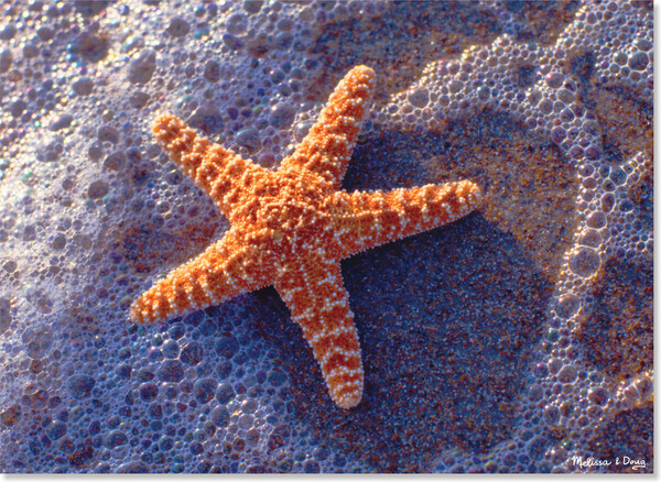 Melissa & Doug Casse-tête 300 étoile de mer sur la plage au soleil Melissa & Doug 8991 000772089913