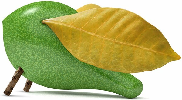 Locomo Locomo Becky vert 8857123608666