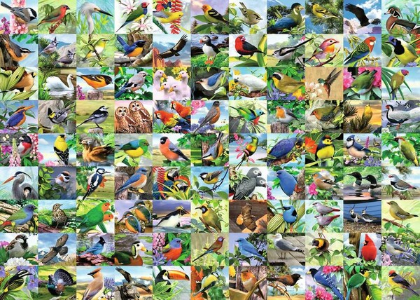 Ravensburger Casse-tête 300 Large 99 Charmants oiseaux 4005556169375