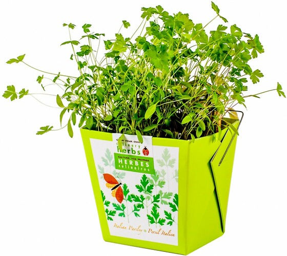 mano verde Herbes culinaires Persil Italien (faire pousser une plante) 