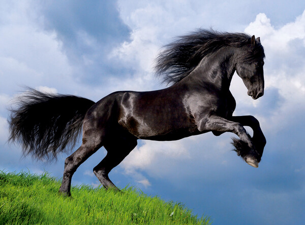 Clementoni Casse-tête 500 cheval noir frison 8005125350711