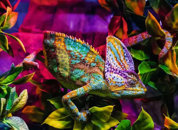 Ravensburger casse-tête Casse-tête 500 Highlight Caméléon 4005555013334