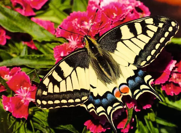 Ravensburger casse-tête Casse-tête 500 Highlight Papillon 4005555013358
