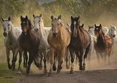 Jumbo Casse-tête 1000 équipe de chevaux 8710126185414