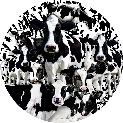SunsOut Casse-tête 1000 silhouette - Troupeau de vaches, rond (Herd of Cows) SunsOut 35102 796780351028