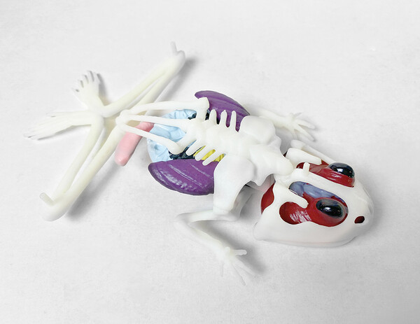 Dissect it grenouille au labo 4897073710631