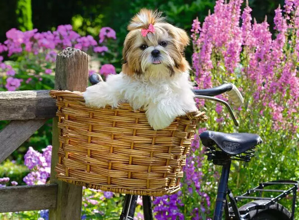 Ravensburger casse-tête Casse-tête 100 XL Sweet Little Dog 4005555017318