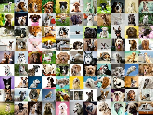 Ravensburger Casse-tête 750 Large 99 Chiens adorables 4005556169399