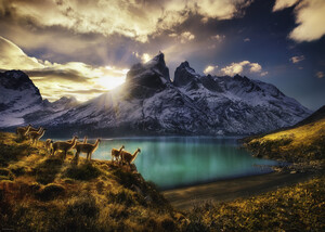 Heye Casse-tête 1000 Marc Adamus - Guanacos, Alexander von Humboldt 4001689298159