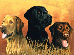 Reeves Peinture à numéro chiens labradors 40x30cm 780804780291