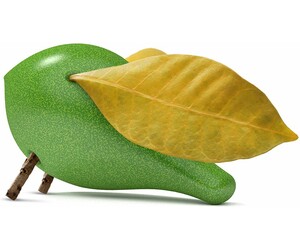 Locomo Locomo Becky vert 8857123608666