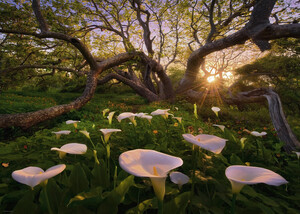 Heye Casse-tête 1000 Marc Adamus - Clairière aux fleurs (Calla Clearing) 4001689299064