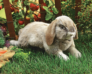 Folkmanis Marionnette Lapin bélier hollandais, peluche 638348028921