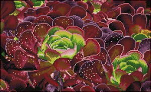 Diamond Dotz Broderie diamant Square - Succulents (Diamond Painting, peinture diamant) 4895225917884