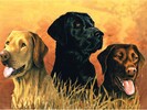 Reeves Peinture à numéro chiens labradors 40x30cm 780804780291