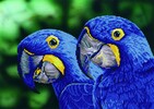 Diamond Dotz Broderie Diamant - Aras bleus (Blue Hyacinth Macaws) (Diamond Painting, peinture diamant) 4897073249421