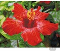 Diamond Dotz Broderie diamant Square - Hibiscus (Diamond Painting, peinture diamant) 4895225917747