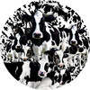SunsOut Casse-tête 1000 silhouette - Troupeau de vaches, rond (Herd of Cows) SunsOut 35102 796780351028