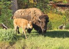 Trefl Casse-tête 1000 Bison des bois, Terre-Neuve-et-Labrador, Canada 061152281969